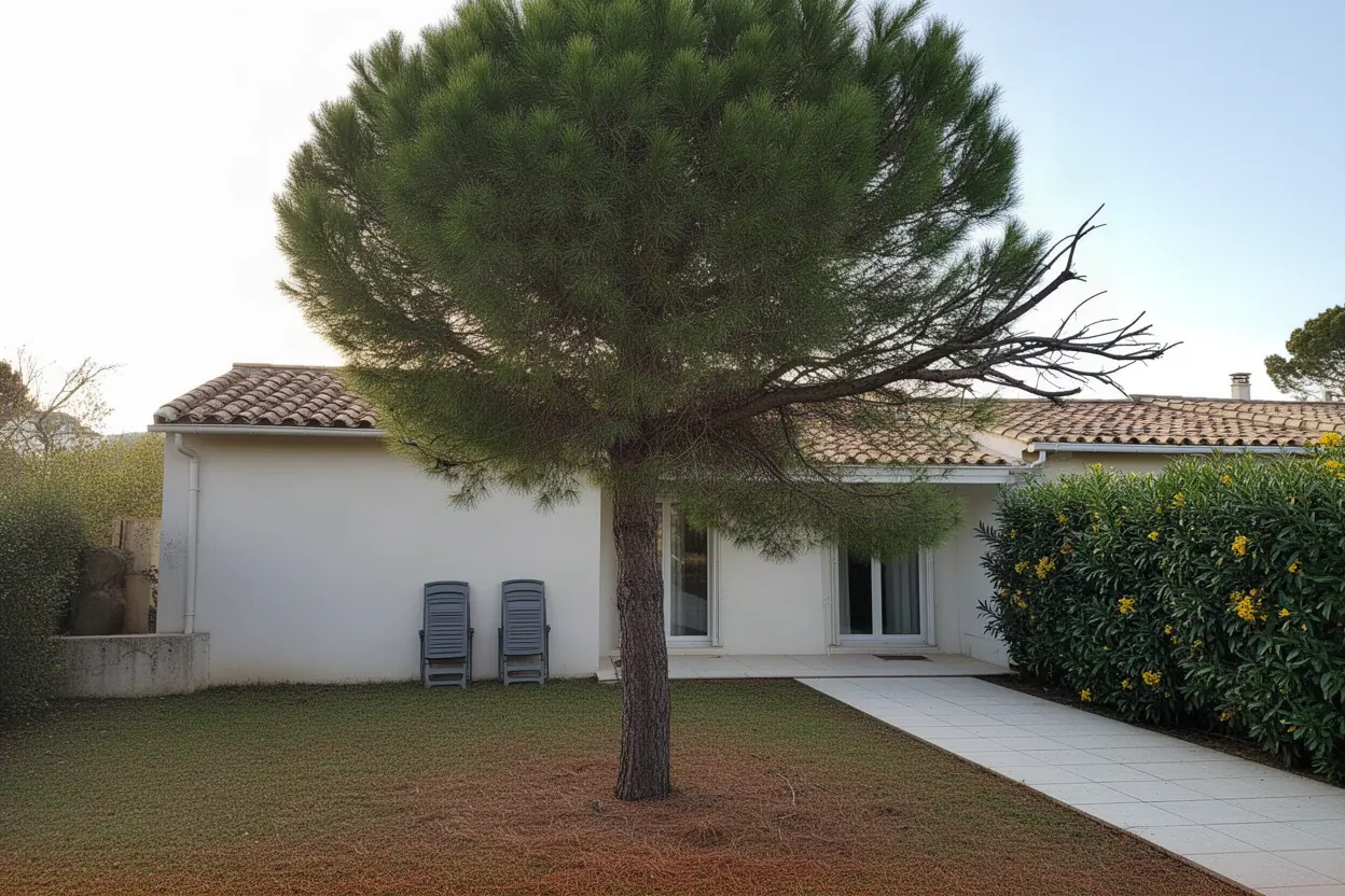 Pin dense avant taille douce à Antibes