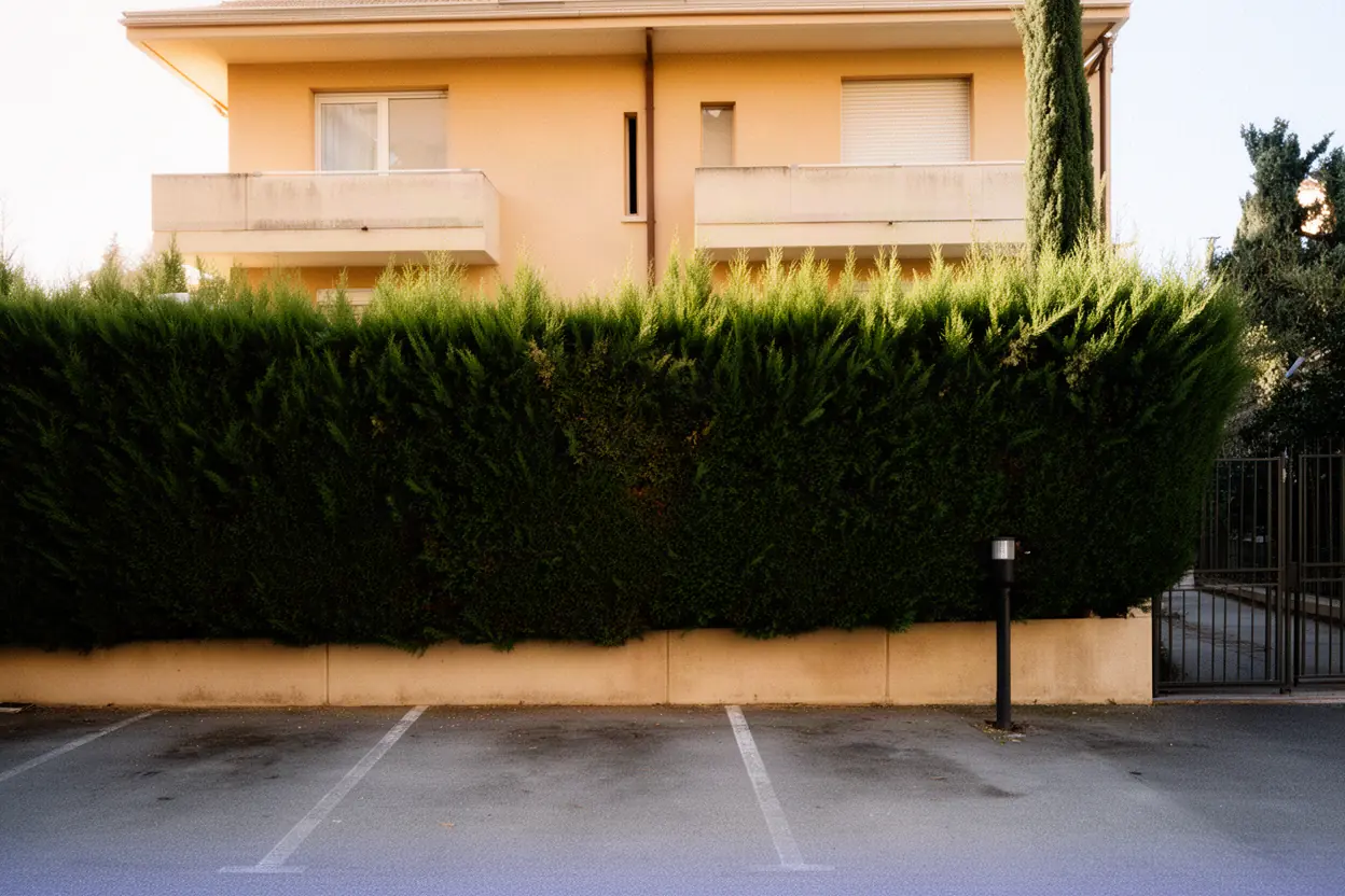 Haie de cyprès trop large avant taille à Cannes